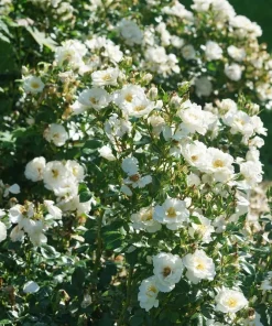 White Landscape Rose Live Plant - Easy Care Perennial - 4 inch Pot - Image 4