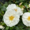 White Landscape Rose Live Plant - Easy Care Perennial - 4 inch Pot - Image 1