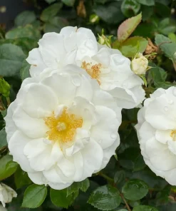 White Landscape Rose Live Plant - Easy Care Perennial - 4 inch Pot - Image 1