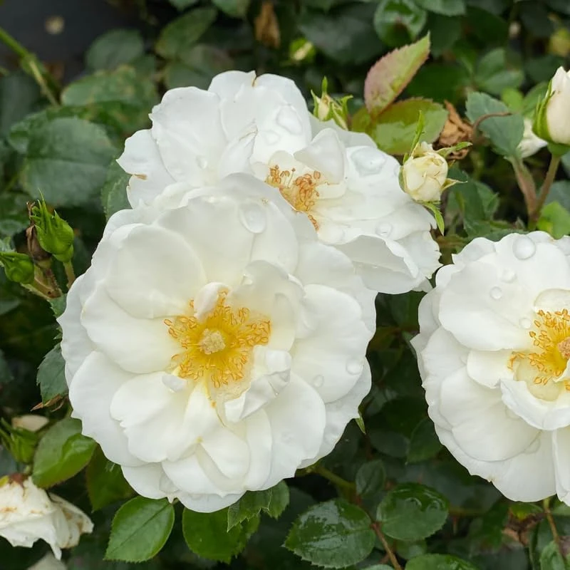 White Landscape Rose Live Plant - Easy Care Perennial - 4 inch Pot - Image 1