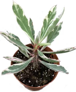 White Lightning Crown of Thorns Plant - Live Euphorbia - 4" Pot - Image 2
