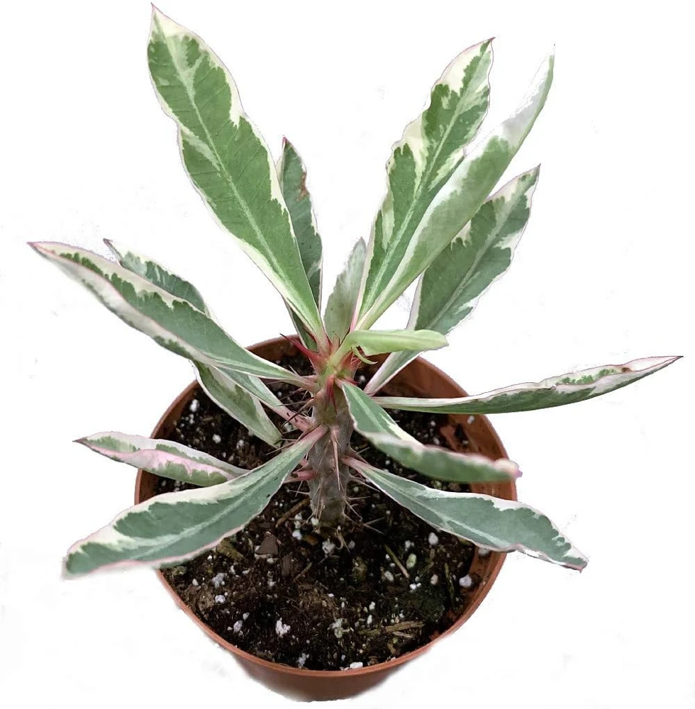 White Lightning Crown of Thorns Plant - Live Euphorbia - 4" Pot - Image 2