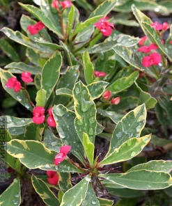 White Lightning Crown of Thorns Plant - Live Euphorbia - 4