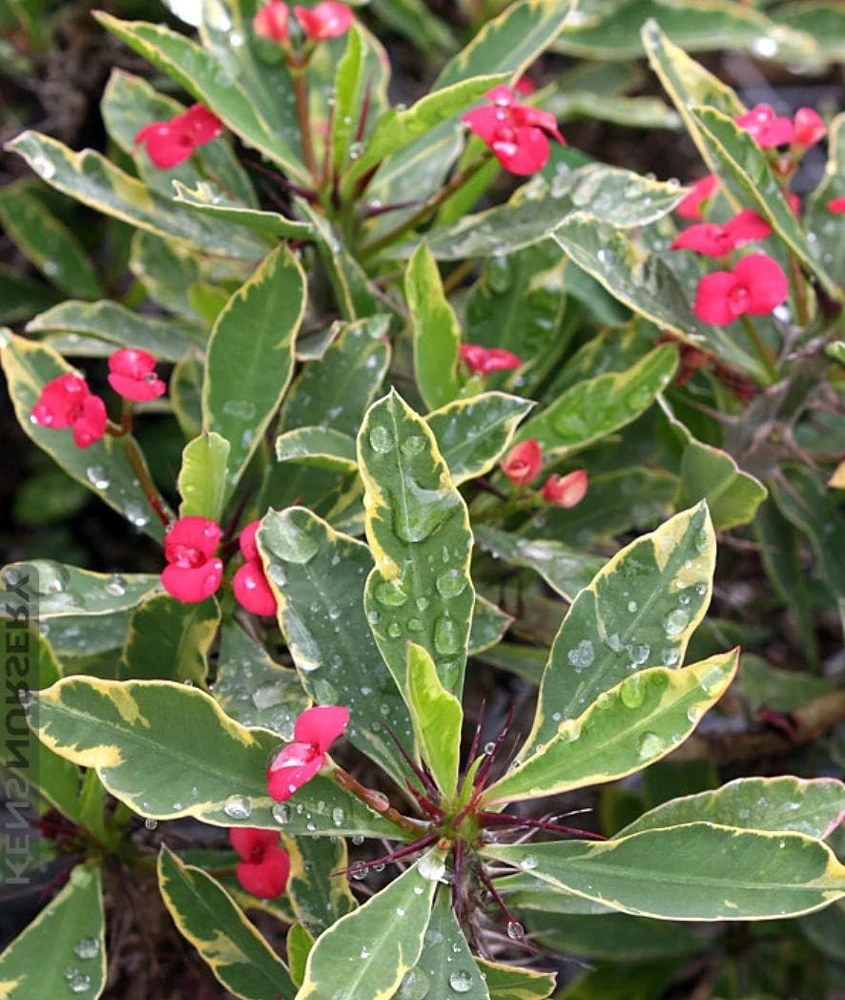 White Lightning Crown of Thorns Plant - Live Euphorbia - 4" Pot - Image 3