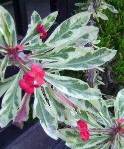 White Lightning Crown of Thorns Plant - Live Euphorbia - 4