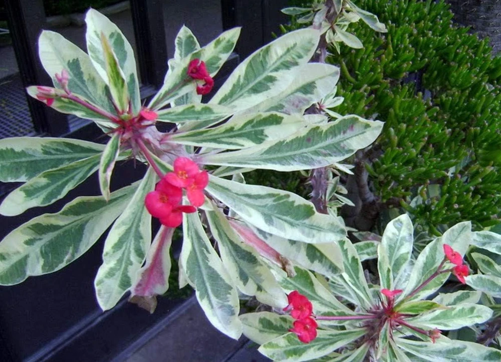 White Lightning Crown of Thorns Plant - Live Euphorbia - 4" Pot - Image 4