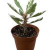 White Lightning Crown of Thorns Plant - Live Euphorbia - 4" Pot - Image 1