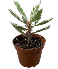 White Lightning Crown of Thorns Plant - Live Euphorbia - 4