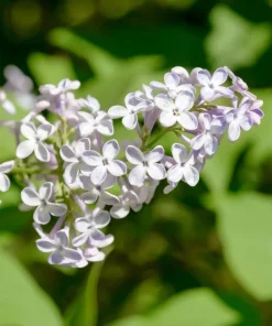 White Lilac Live Plant – 8-14