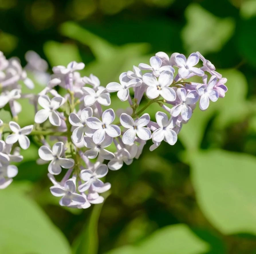 White Lilac Live Plant – 8-14" Tall, 4" Pot – Fragrant Deciduous Shrub, Outdoor - Image 2
