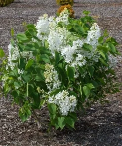 White Lilac Live Plant – 8-14