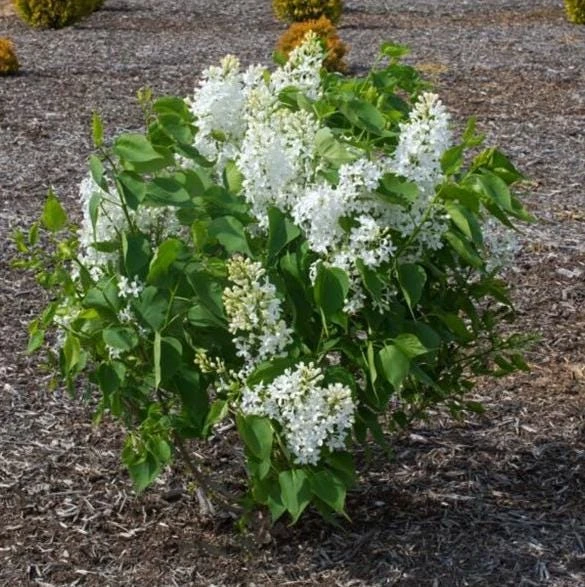 White Lilac Live Plant – 8-14" Tall, 4" Pot – Fragrant Deciduous Shrub, Outdoor - Image 3