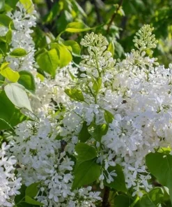 White Lilac Live Plant – 8-14