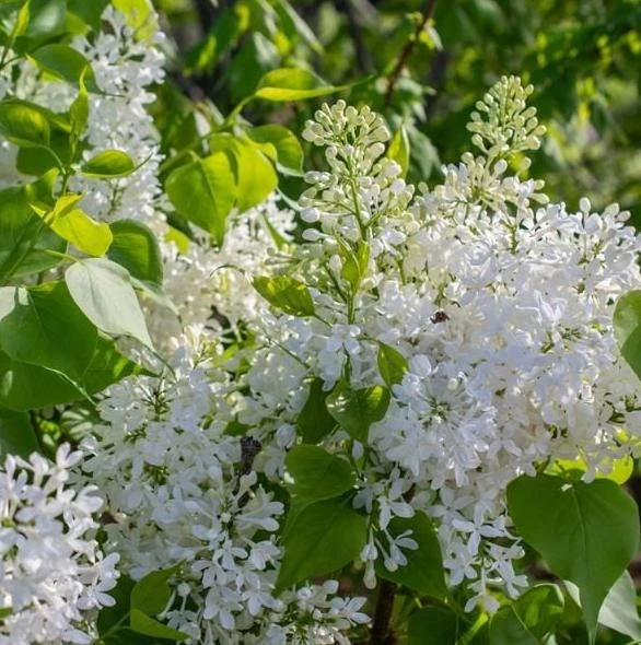 White Lilac Live Plant – 8-14" Tall, 4" Pot – Fragrant Deciduous Shrub, Outdoor - Image 4