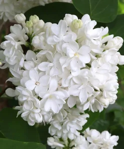 White Lilac Live Plant – 8-14