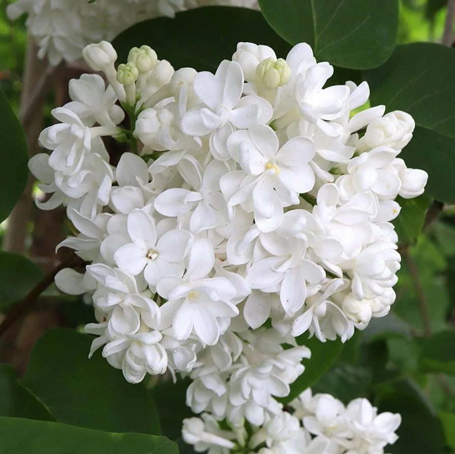 White Lilac Live Plant – 8-14" Tall, 4" Pot – Fragrant Deciduous Shrub, Outdoor - Image 5