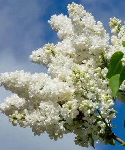 White Lilac Live Plant – 8-14