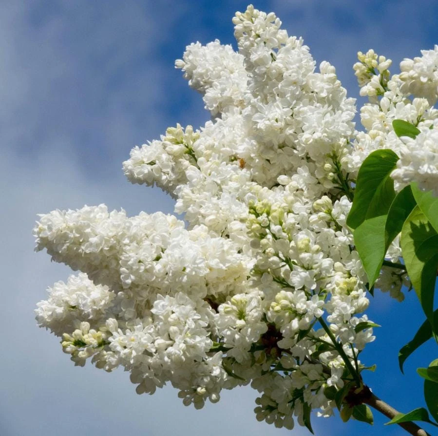 White Lilac Live Plant – 8-14" Tall, 4" Pot – Fragrant Deciduous Shrub, Outdoor - Image 6