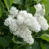 White Lilac Live Plant – 8-14" Tall, 4" Pot – Fragrant Deciduous Shrub, Outdoor - Image 1