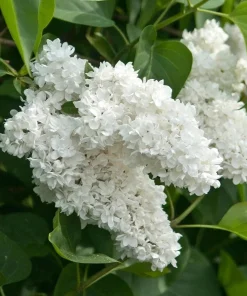 White Lilac Live Plant – 8-14