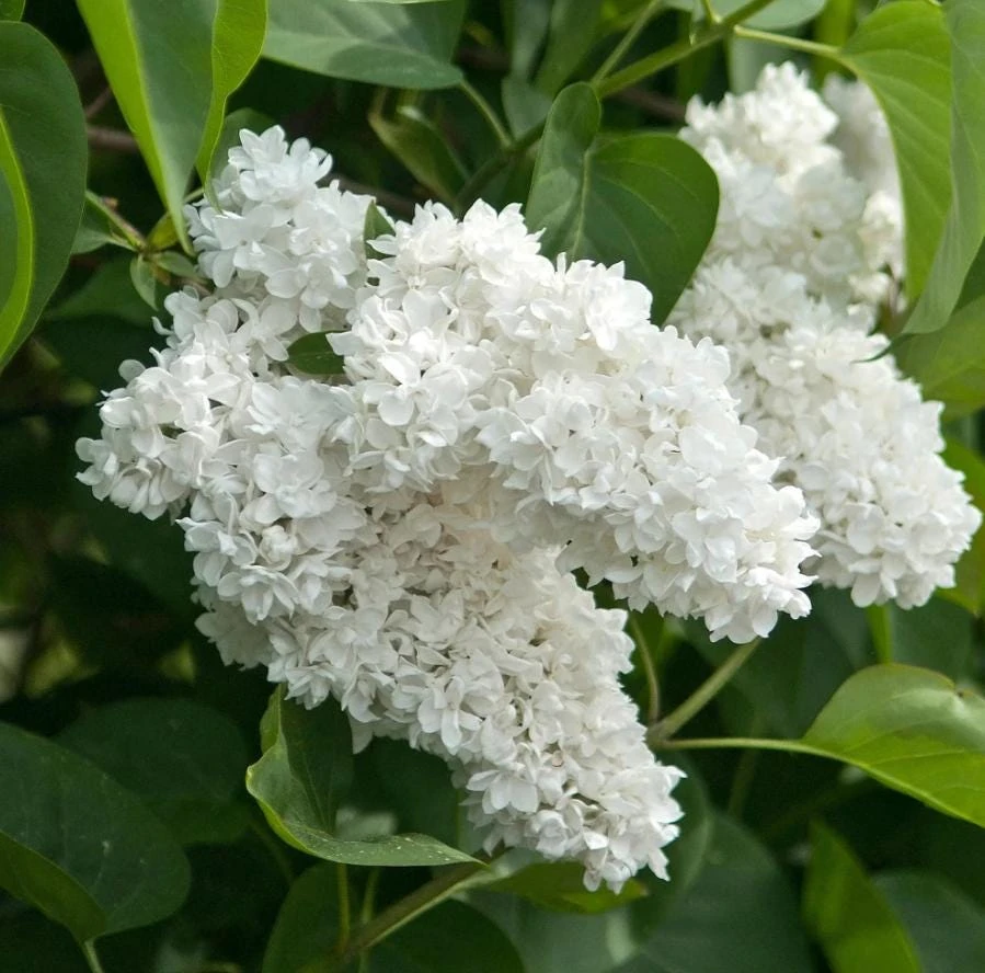 White Lilac Live Plant – 8-14" Tall, 4" Pot – Fragrant Deciduous Shrub, Outdoor - Image 1