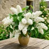 White Lilac Live Plant - Fragrant Syringa Vulgaris Shrub, 3-5 Inch Tall, 4 Inch Pot, Outdoor - Image 1