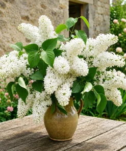 White Lilac Live Plant - Fragrant Syringa Vulgaris Shrub, 3-5 Inch Tall, 4 Inch Pot, Outdoor - Image 1