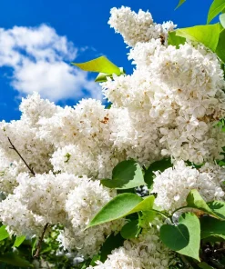 White Lilac Live Plant - Fragrant Syringa Vulgaris Shrub, 3-5 Inch Tall, 4 Inch Pot, Outdoor - Image 3