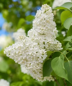 White Lilac Live Plant - Fragrant Syringa Vulgaris Shrub, 3-5 Inch Tall, 4 Inch Pot, Outdoor - Image 4