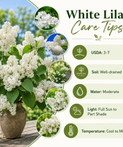 White Lilac Live Plant - Fragrant Syringa Vulgaris Shrub, 3-5 Inch Tall, 4 Inch Pot, Outdoor - Image 5