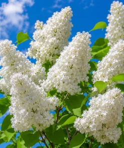 White Lilac Live Plant - Fragrant Syringa Vulgaris Shrub, 3-5 Inch Tall, 4 Inch Pot, Outdoor - Image 6