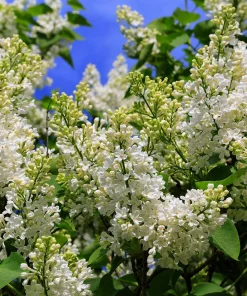 White Lilac Live Plant - Fragrant Syringa Vulgaris Shrub, 3-5 Inch Tall, 4 Inch Pot, Outdoor - Image 7
