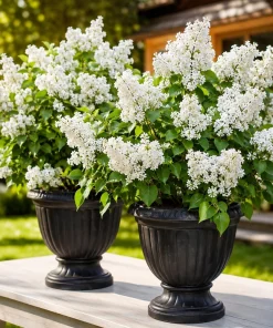 White Lilac Live Plant Set of 2 - Fragrant Flowering Shrubs, 3-5 Inch Tall, 4 Inch Pot Outdoor - Image 1
