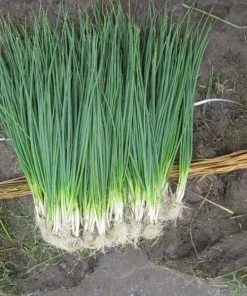 White Lisbon Bunching Onion Seeds - Heirloom, Non-GMO, 250+ Seeds, Fast Growing - Image 2