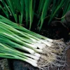 White Lisbon Bunching Onion Seeds - Heirloom, Non-GMO, 250+ Seeds, Fast Growing - Image 1