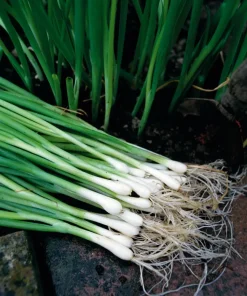White Lisbon Bunching Onion Seeds - Heirloom, Non-GMO, 250+ Seeds, Fast Growing - Image 1