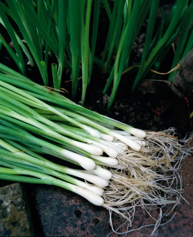 White Lisbon Bunching Onion Seeds - Heirloom, Non-GMO, 250+ Seeds, Fast Growing - Image 1