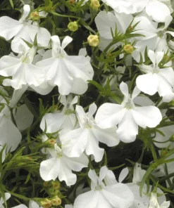 White Lobelia Live Plant – 3 inch Pot – Annual Flowering Trailing Plant – Outdoor - Image 2