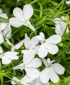 White Lobelia Live Plant – 3 inch Pot – Annual Flowering Trailing Plant – Outdoor - Image 3