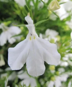 White Lobelia Live Plant – 3 inch Pot – Annual Flowering Trailing Plant – Outdoor - Image 4