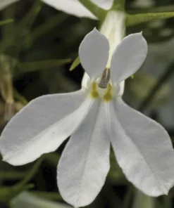 White Lobelia Live Plant – 3 inch Pot – Annual Flowering Trailing Plant – Outdoor - Image 5