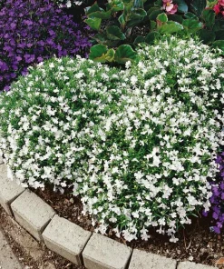 White Lobelia Live Plant – 3 inch Pot – Annual Flowering Trailing Plant – Outdoor - Image 6