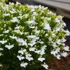 White Lobelia Live Plant – 3 inch Pot – Annual Flowering Trailing Plant – Outdoor - Image 1