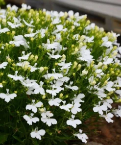 White Lobelia Live Plant – 3 inch Pot – Annual Flowering Trailing Plant – Outdoor - Image 1
