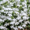 White Lobelia Regatta Erinus Flower Seeds - 200 Seeds for Hanging Baskets - Image 1