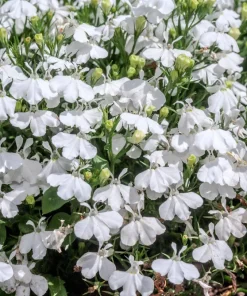 White Lobelia Regatta Erinus Flower Seeds - 200 Seeds for Hanging Baskets - Image 1