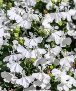 White Lobelia Regatta Erinus Flower Seeds - 200 Seeds for Hanging Baskets - Image 2