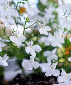White Lobelia Regatta Erinus Flower Seeds - 200 Seeds for Hanging Baskets - Image 3