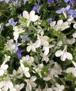 White Lobelia Regatta Erinus Flower Seeds - 200 Seeds for Hanging Baskets - Image 4