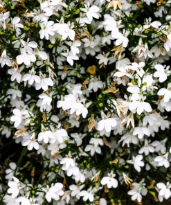 White Lobelia Regatta Erinus Flower Seeds - 200 Seeds for Hanging Baskets - Image 5